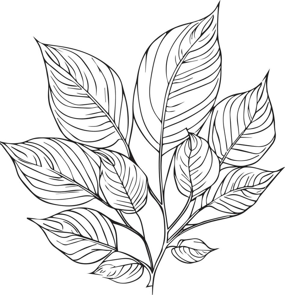Set of vector hand-drawn botanical leaf, botanical line drawing,  wildflower botanical line art, leaf's vector art, Pencil realistic wild flower drawing, ink sketch isolated on white background,