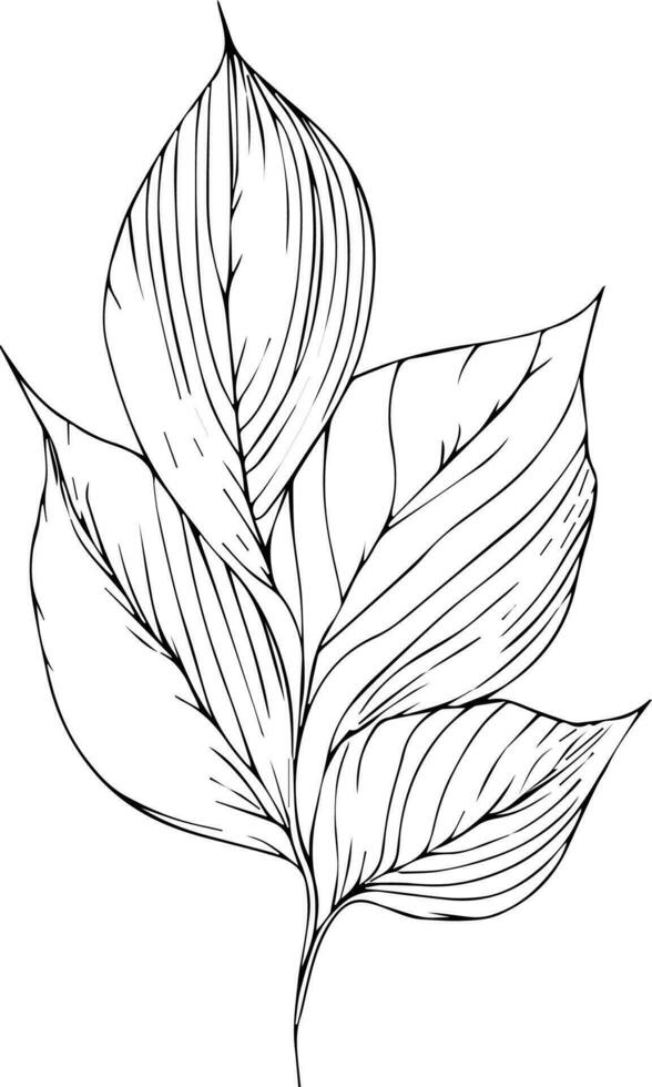 Botanical artwork decor, vector set of botanical leaf simple outline sketch doodle hand drawn illustration, botanical drawings of flowers, botanical drawings of wildflowers, botanical drawings.