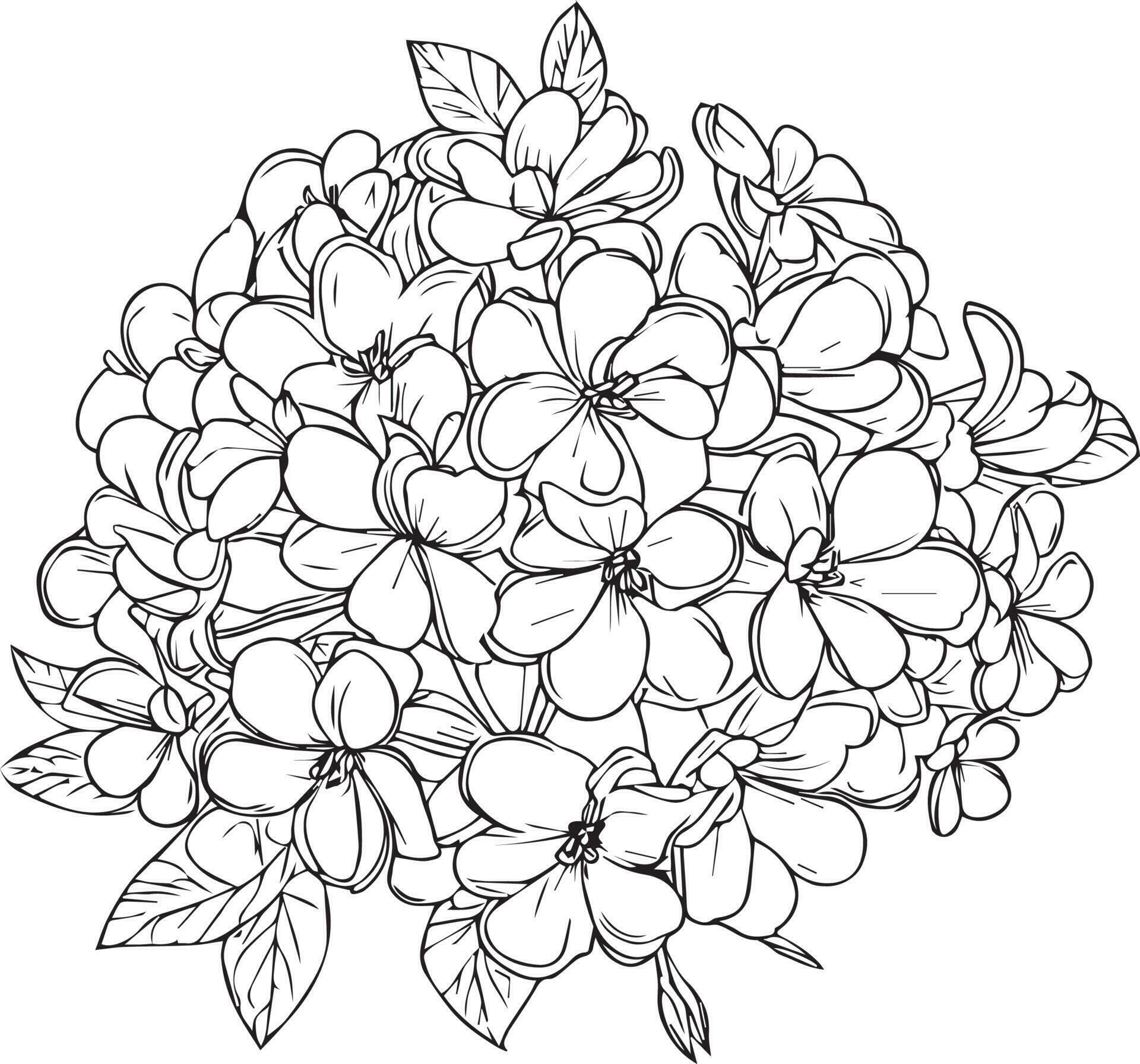sketch contour bouquet of jasmine flowers, Sketch jasmine flower