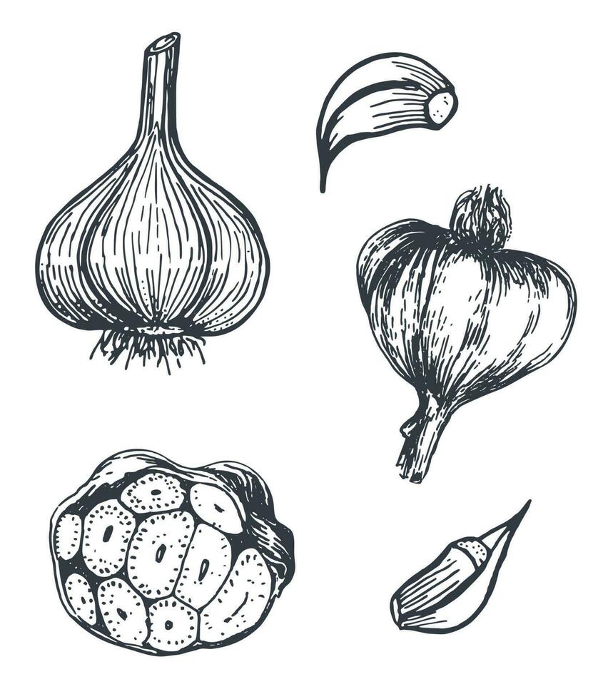 Hand drawn ink illustration of garlic, sliced and whole. Black and white ink sketch outline vector. vector