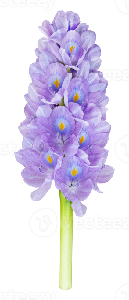 Flower water hyacinth png