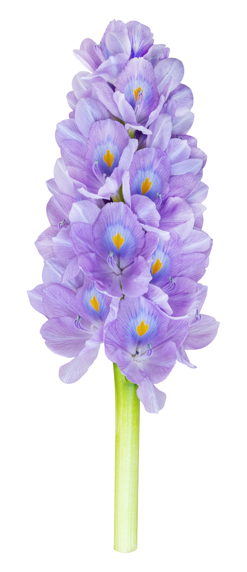 Flower water hyacinth 24247345 PNG