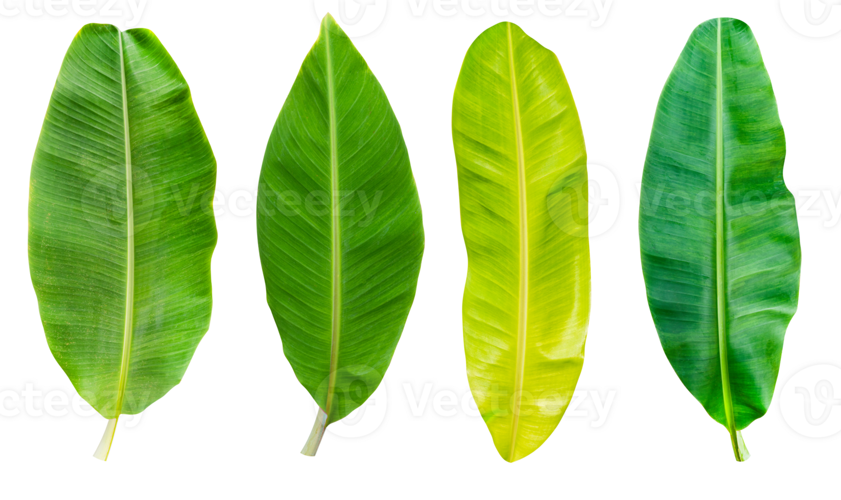 Collection set banana leaf 24247347 PNG