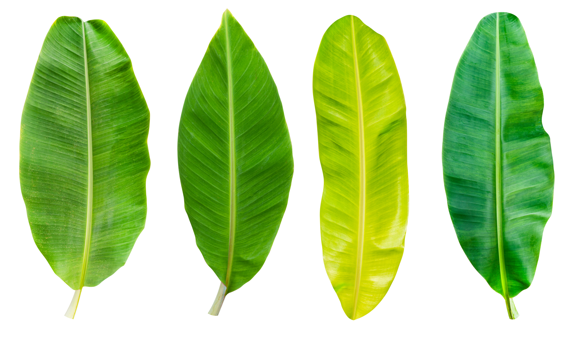 Collection set banana leaf 24247347 PNG