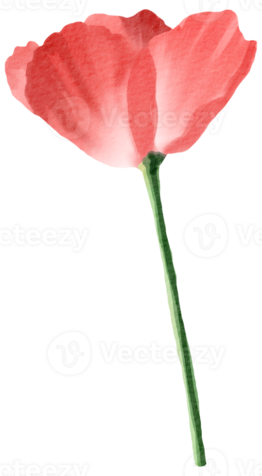 flower watercolor clipart 24247933 PNG