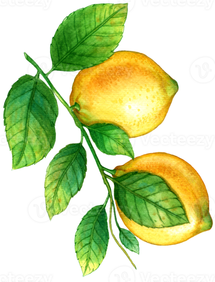 Lemon fruit watercolor element png