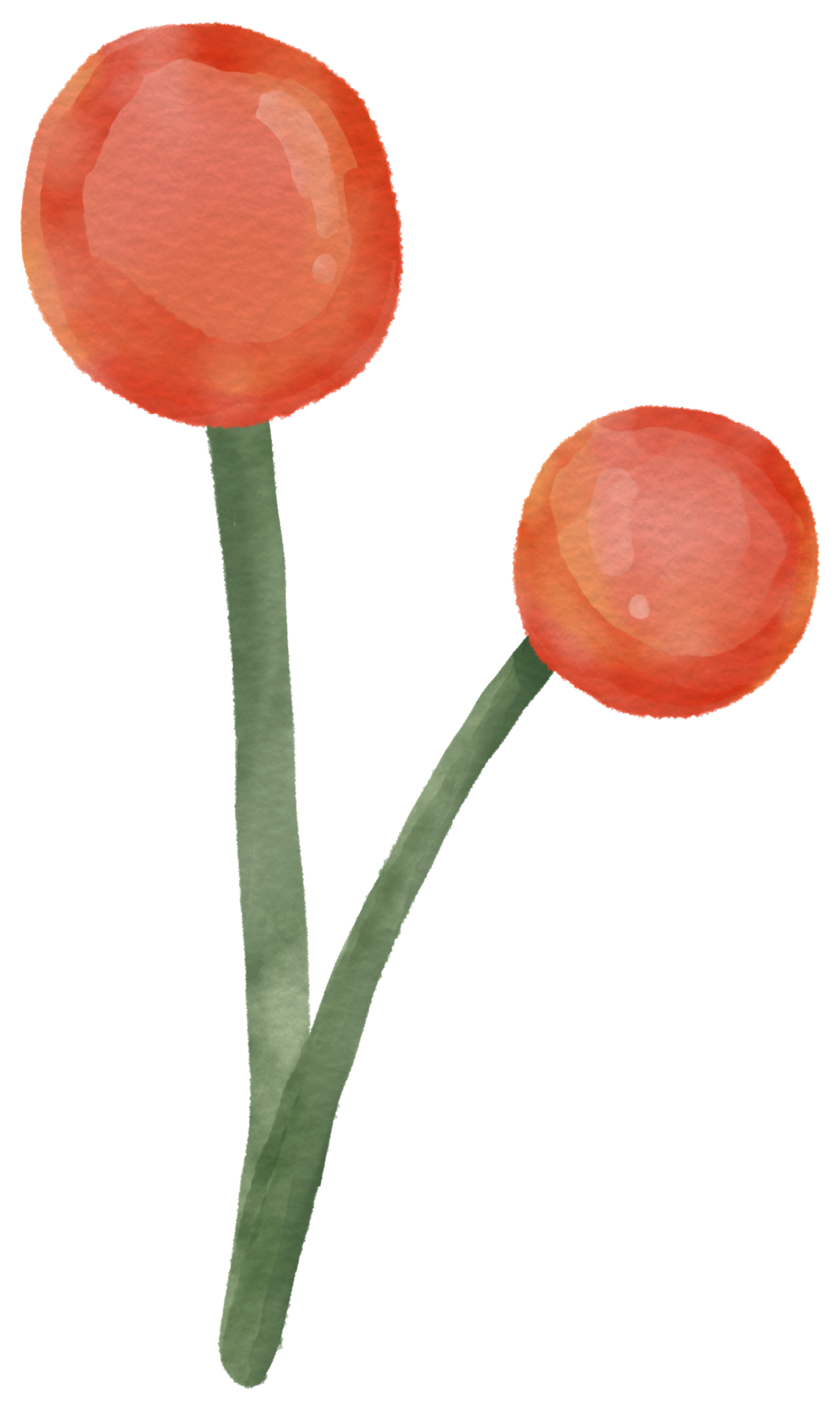 flower watercolor clipart 24248114 PNG