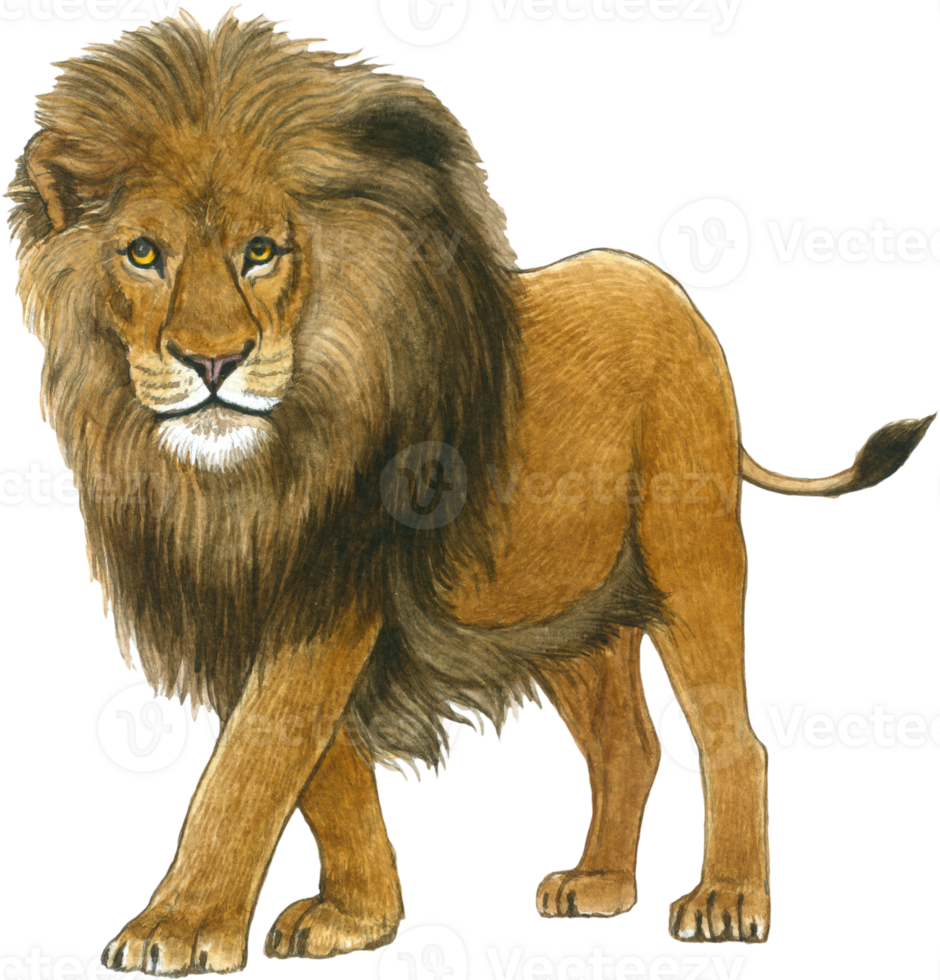 Lion watercolor animal wildlife adorable animal png