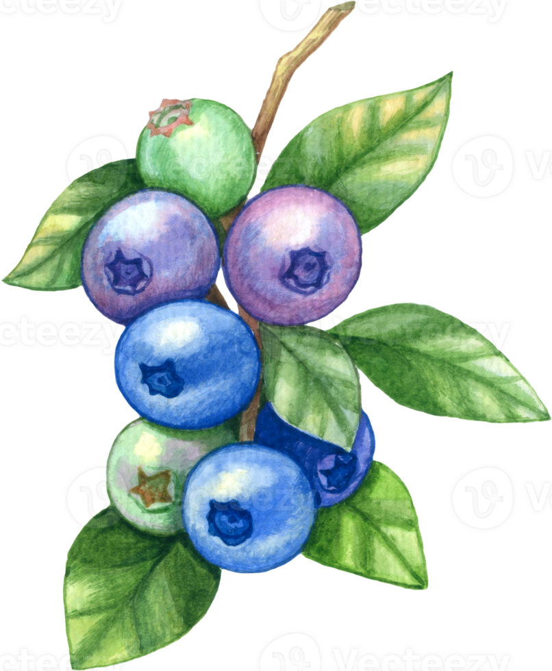 Blueberry fruit watercolor element png