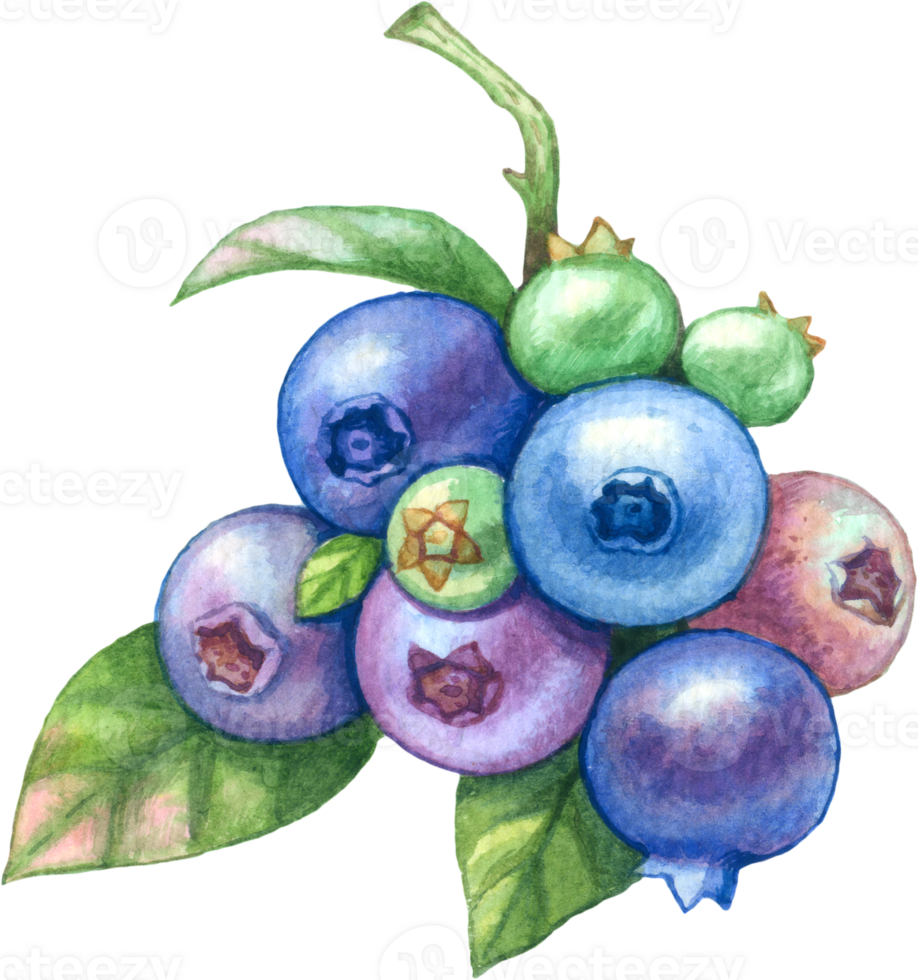 Blueberry fruit watercolor element png