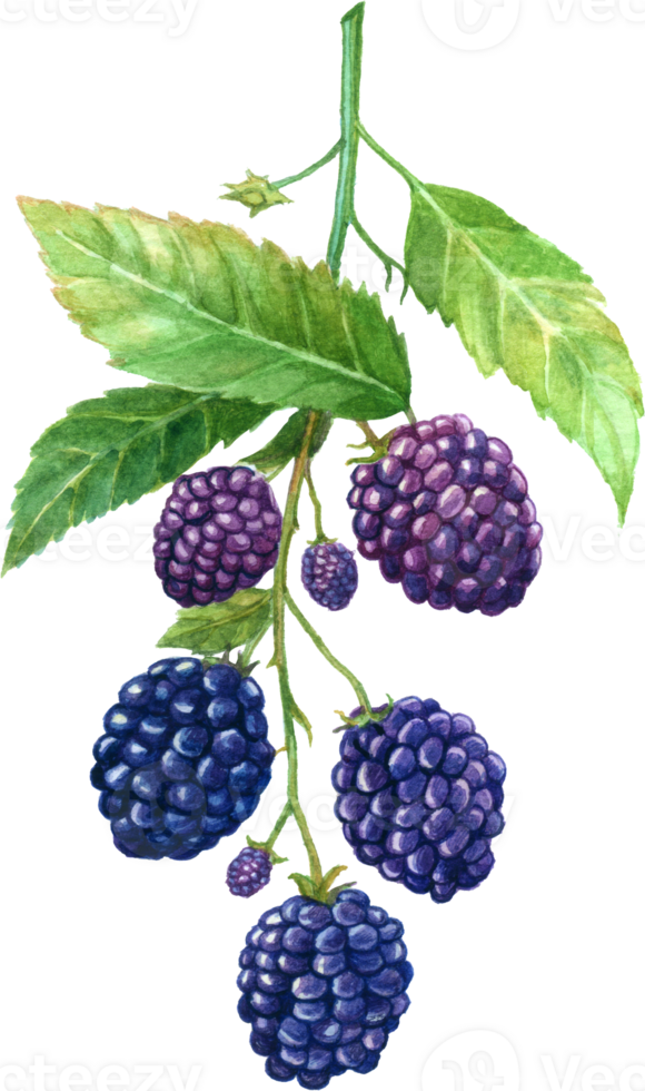 Blackberry fruit watercolor element png