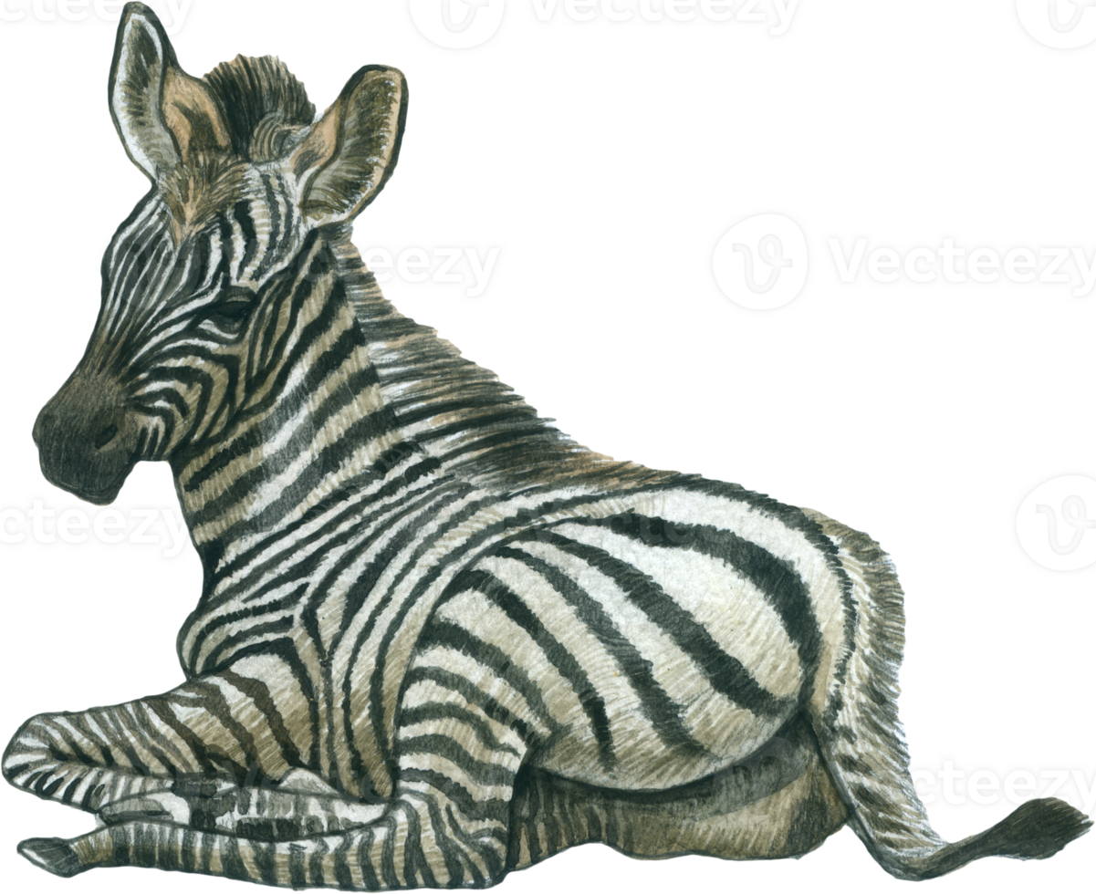 Zebra Aquarell Tier Tierwelt bezaubernd Tier png
