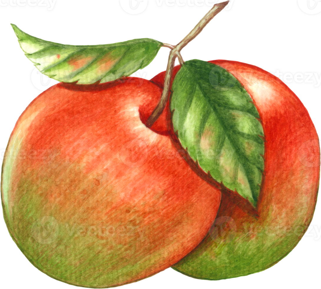 Red apple fruit watercolor element png