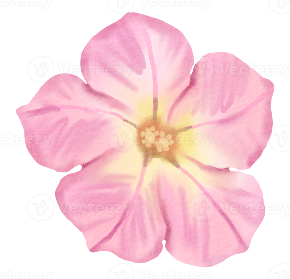 flower watercolor clipart 24248242 PNG