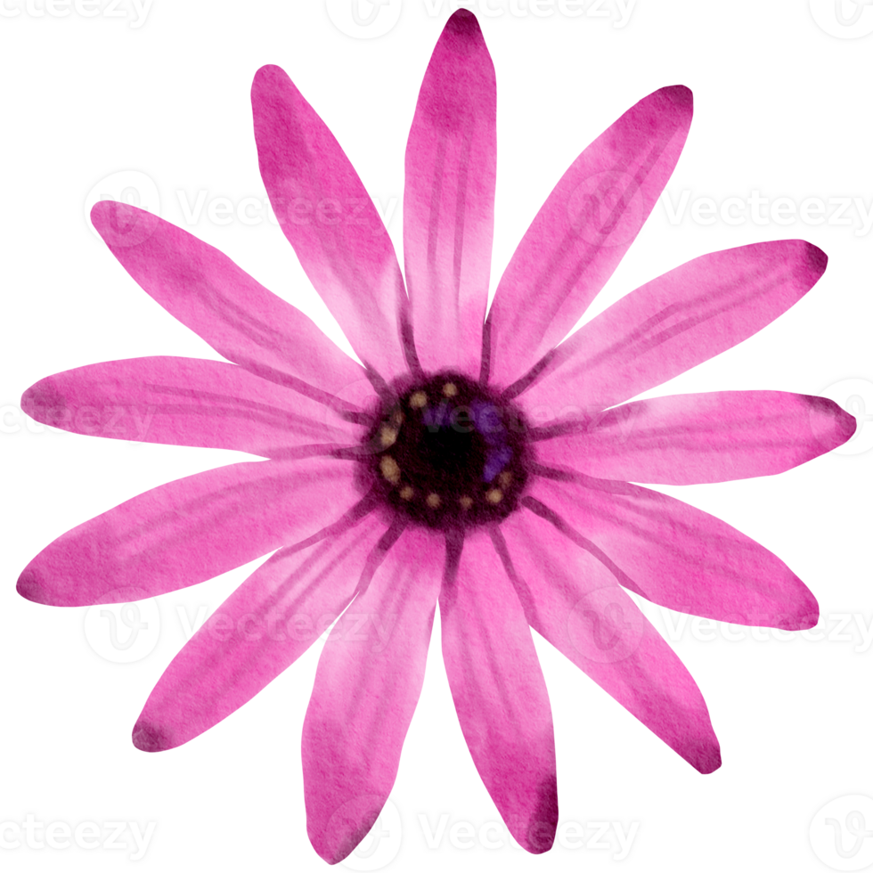 flower watercolor clipart 24248245 PNG