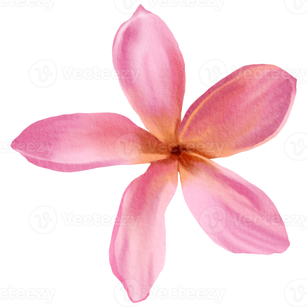 flower watercolor clipart png