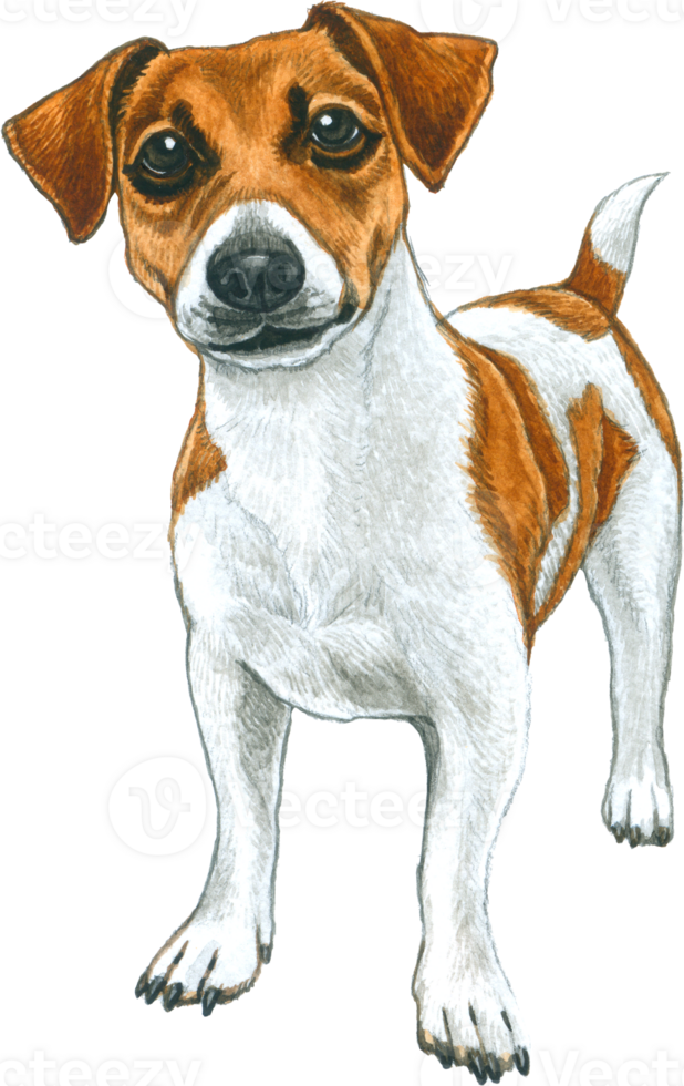 Dog lover watercolor adorable animal png