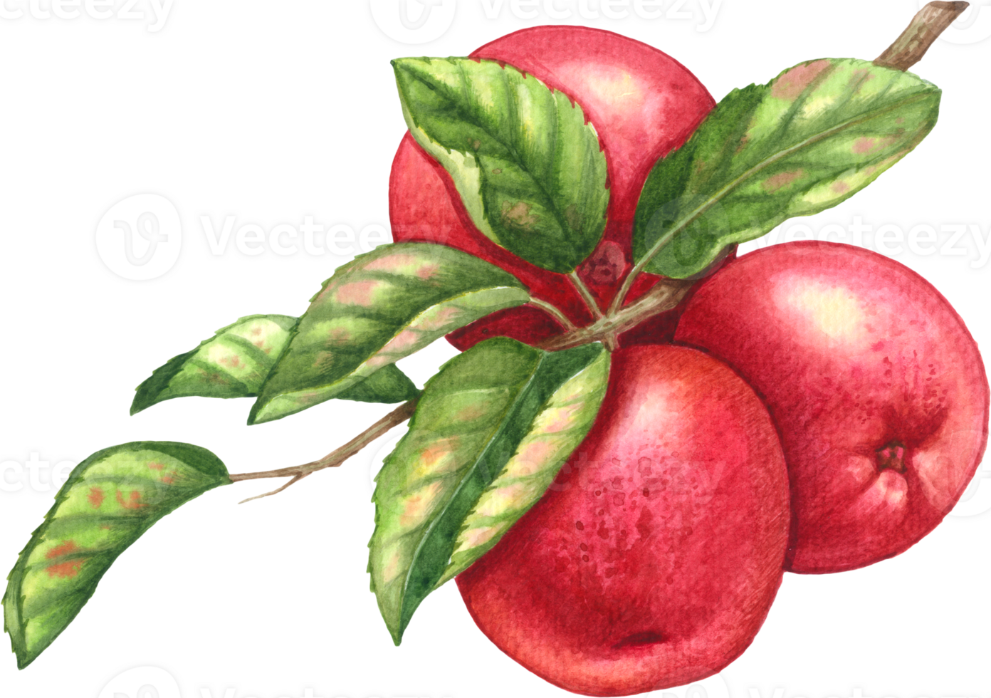 Red apple fruit watercolor element png