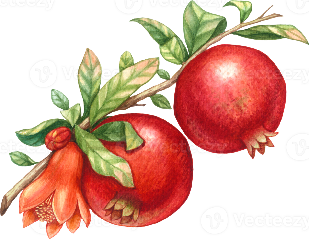 Pomegranate fruit watercolor element png