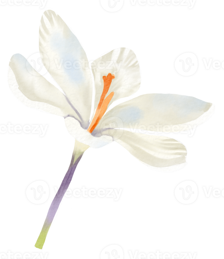 flower watercolor clipart png