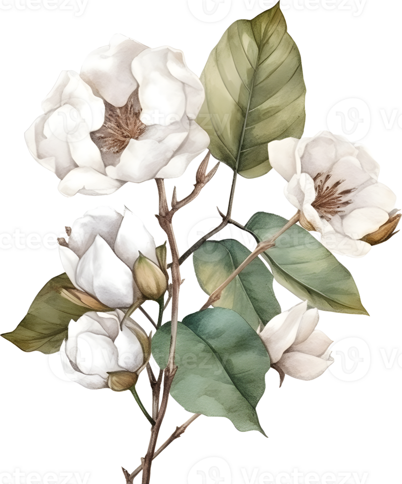 Vintage cotton Flower watercolor element png