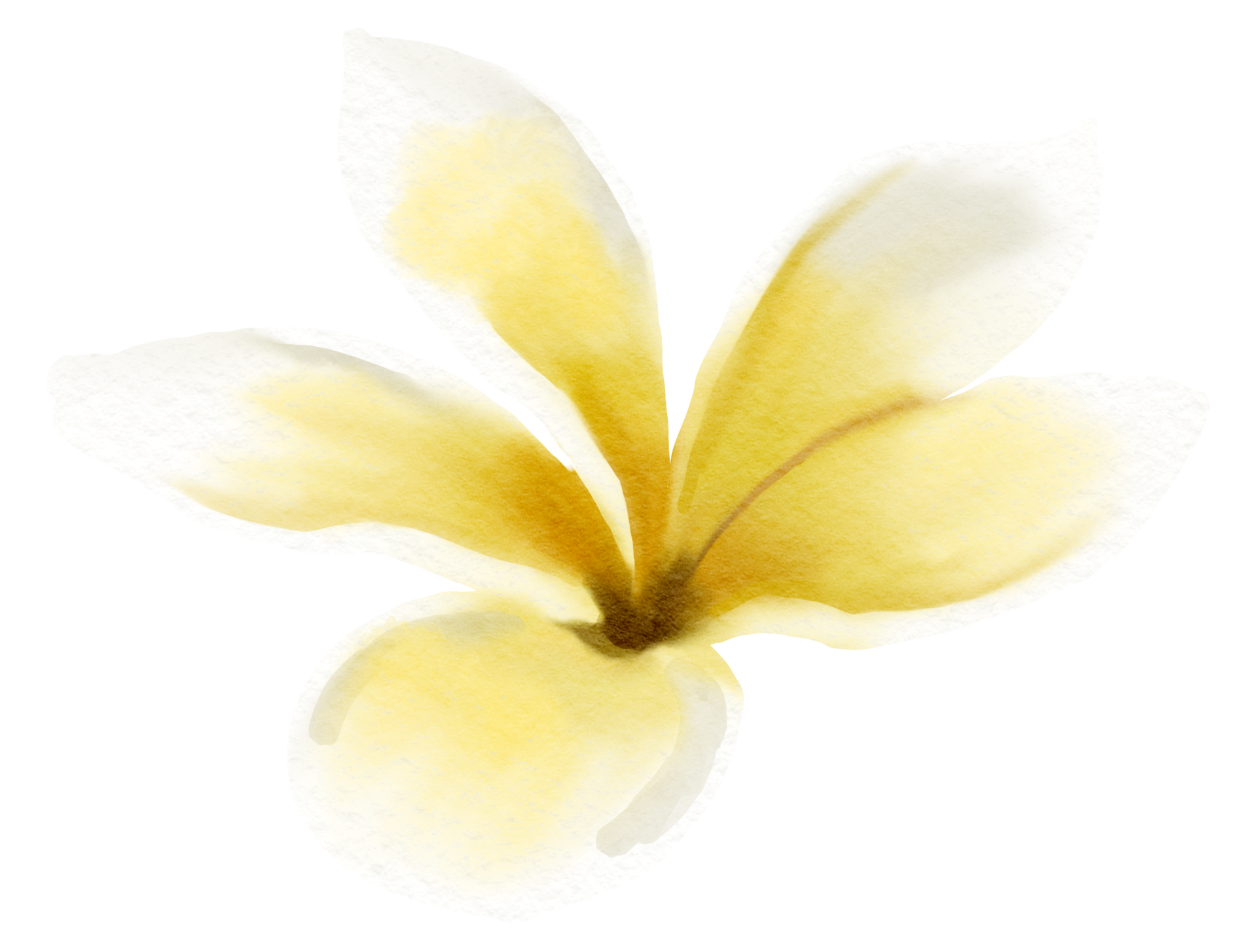 flower watercolor clipart 24248506 PNG