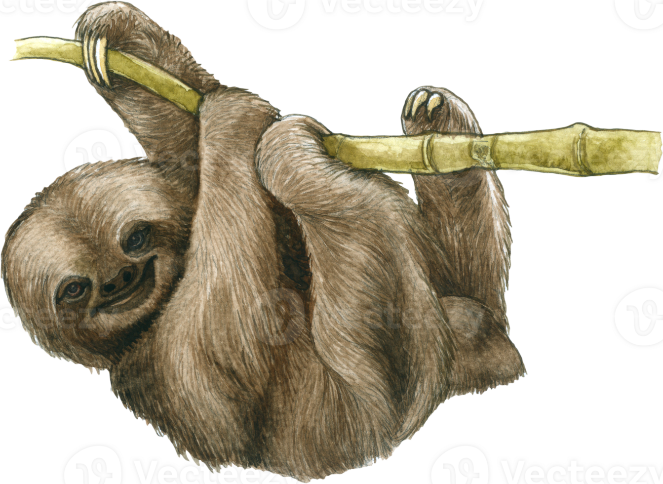 perezoso acuarela animal fauna silvestre adorable animal png