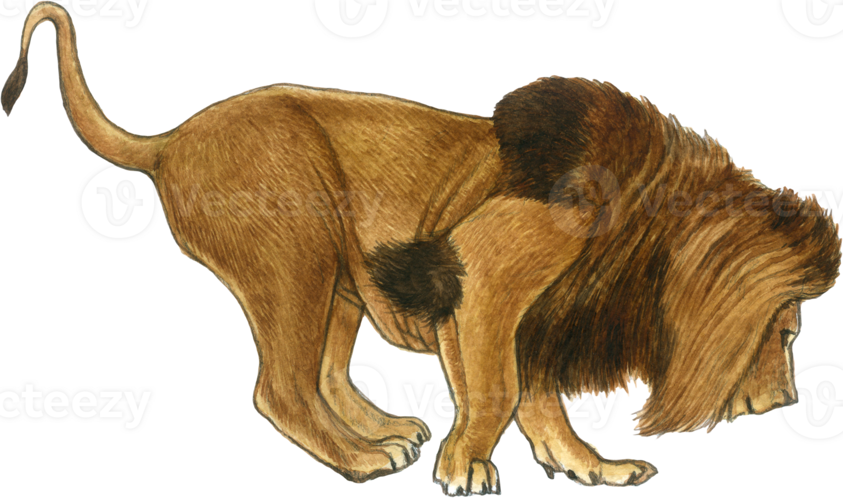 Lion watercolor animal wildlife adorable animal png