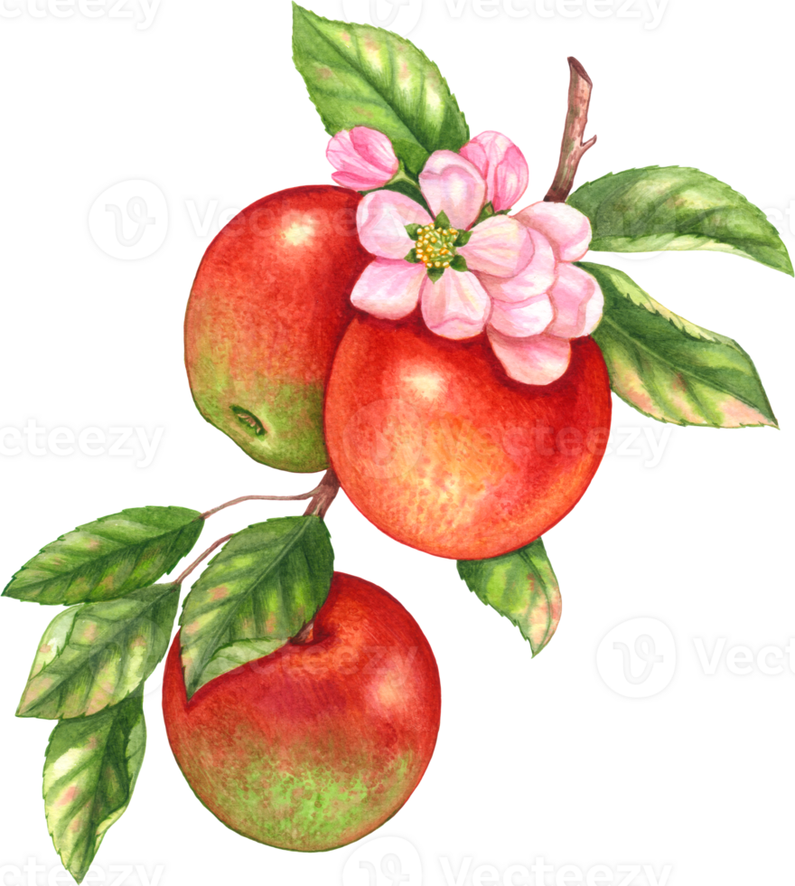 Red apple fruit watercolor element png