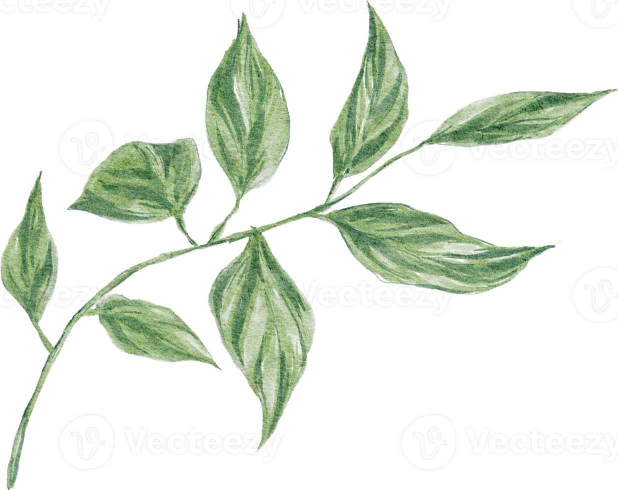 Green leaf watercolor element png