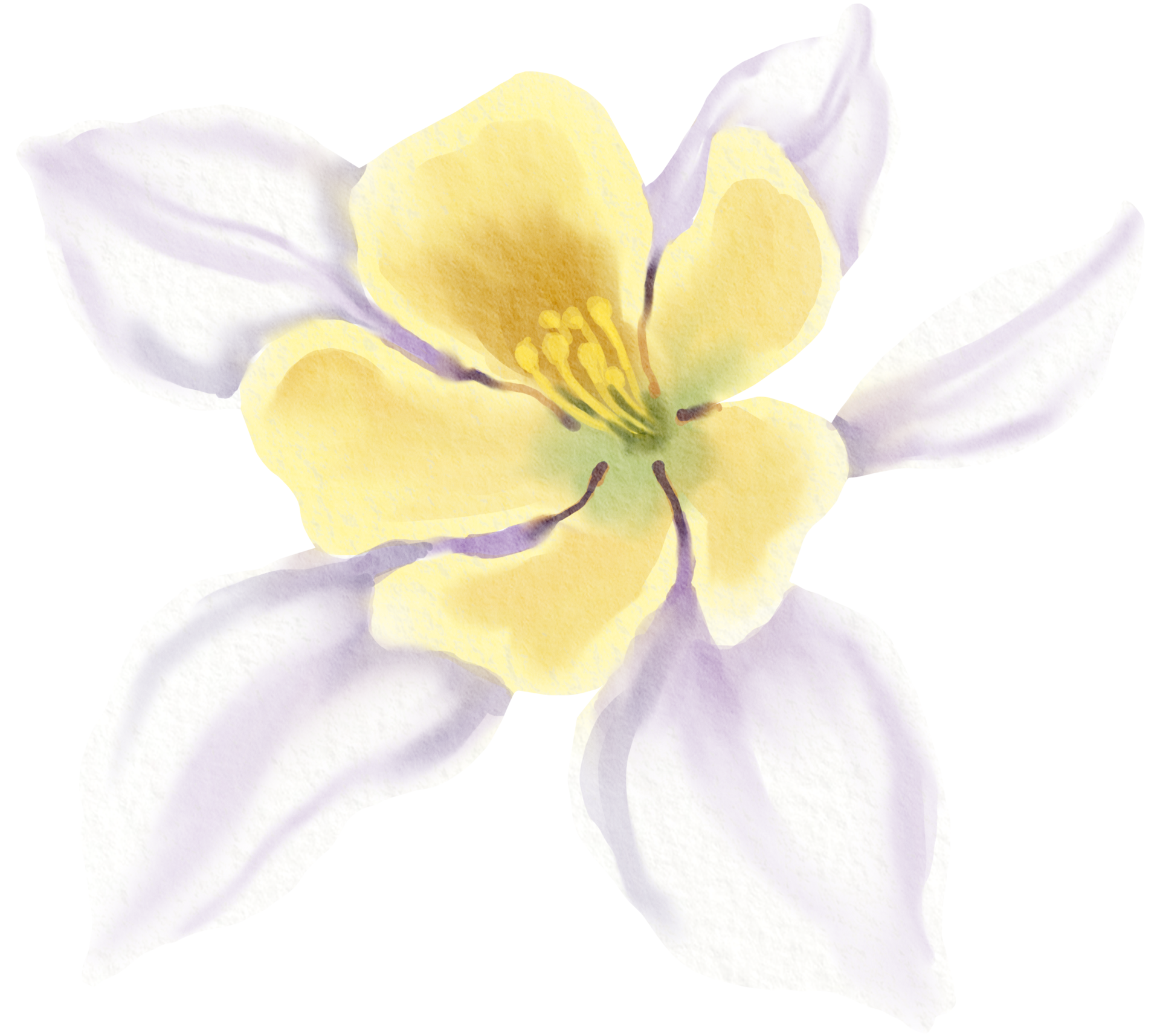 flower watercolor clipart 24248688 PNG