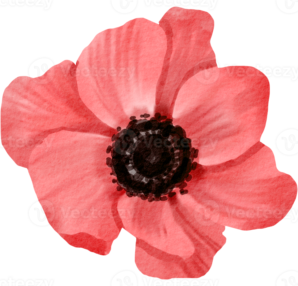 flower watercolor clipart 24248693 PNG