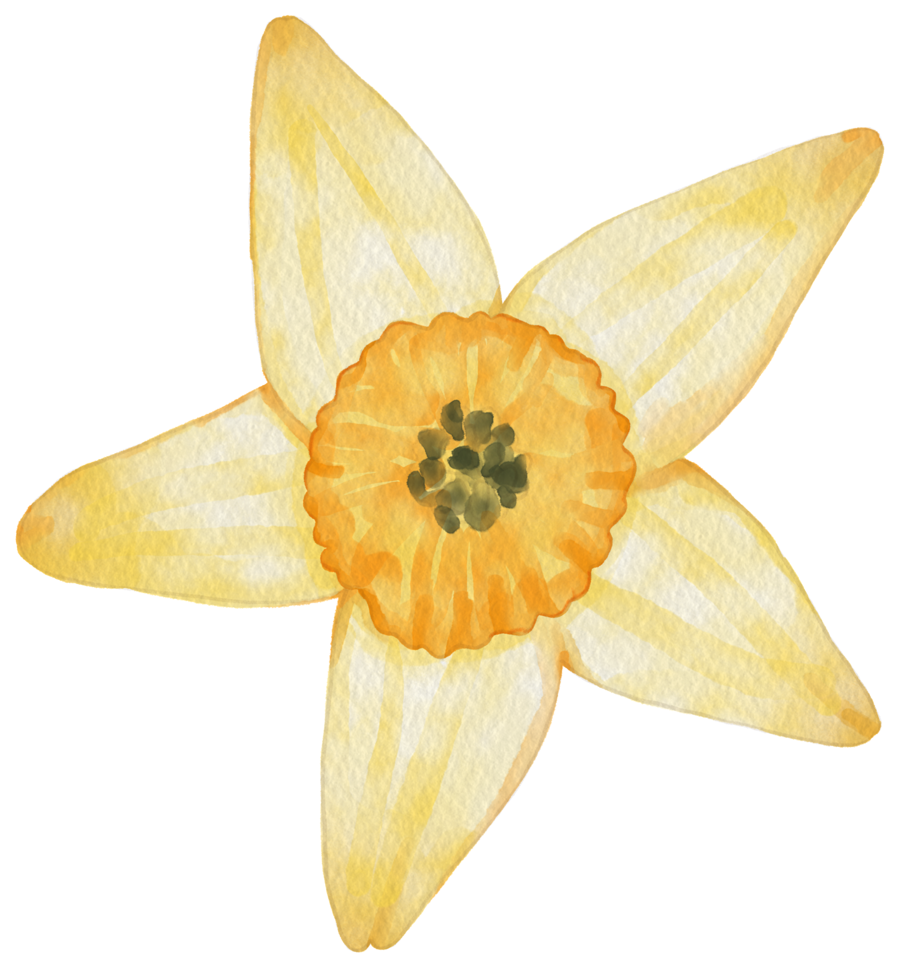 flower watercolor clipart 24248695 PNG