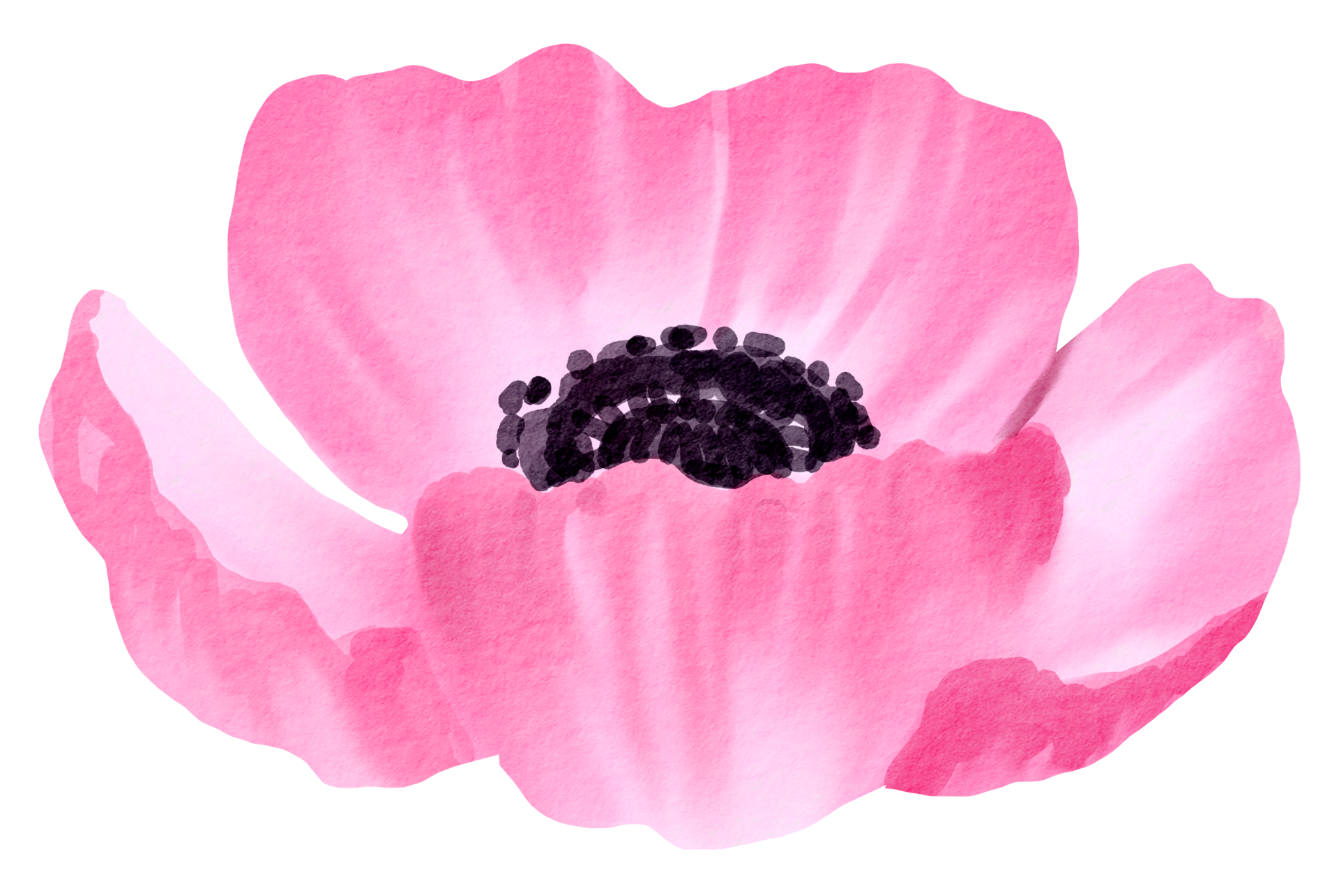 flower watercolor clipart 24248697 PNG