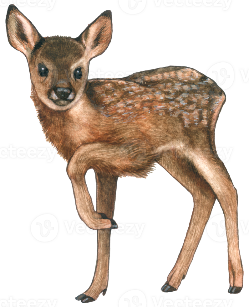 Baby Deer watercolor animal wildlife adorable animal png