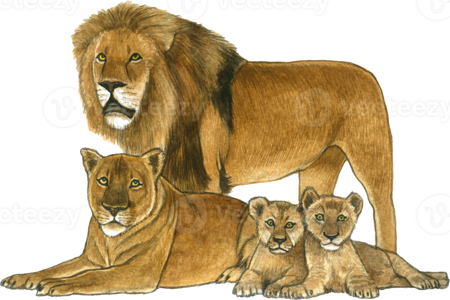 Lion watercolor animal wildlife adorable animal png