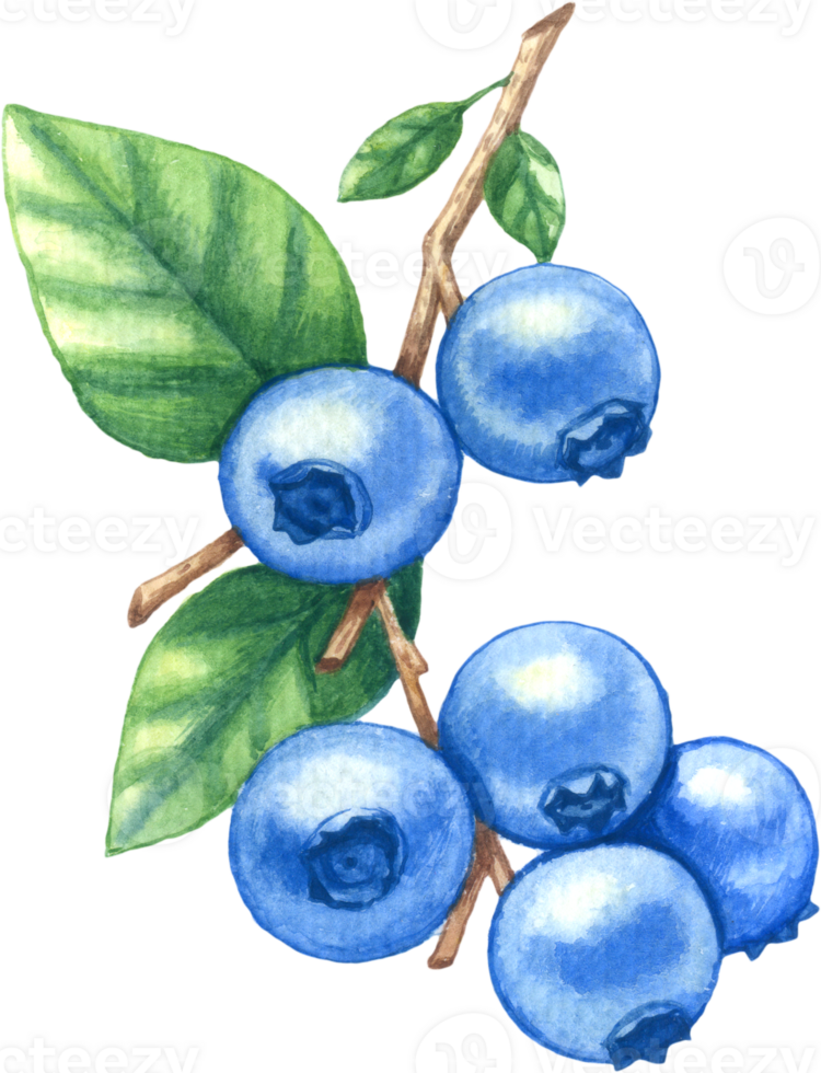 Blueberry fruit watercolor element png