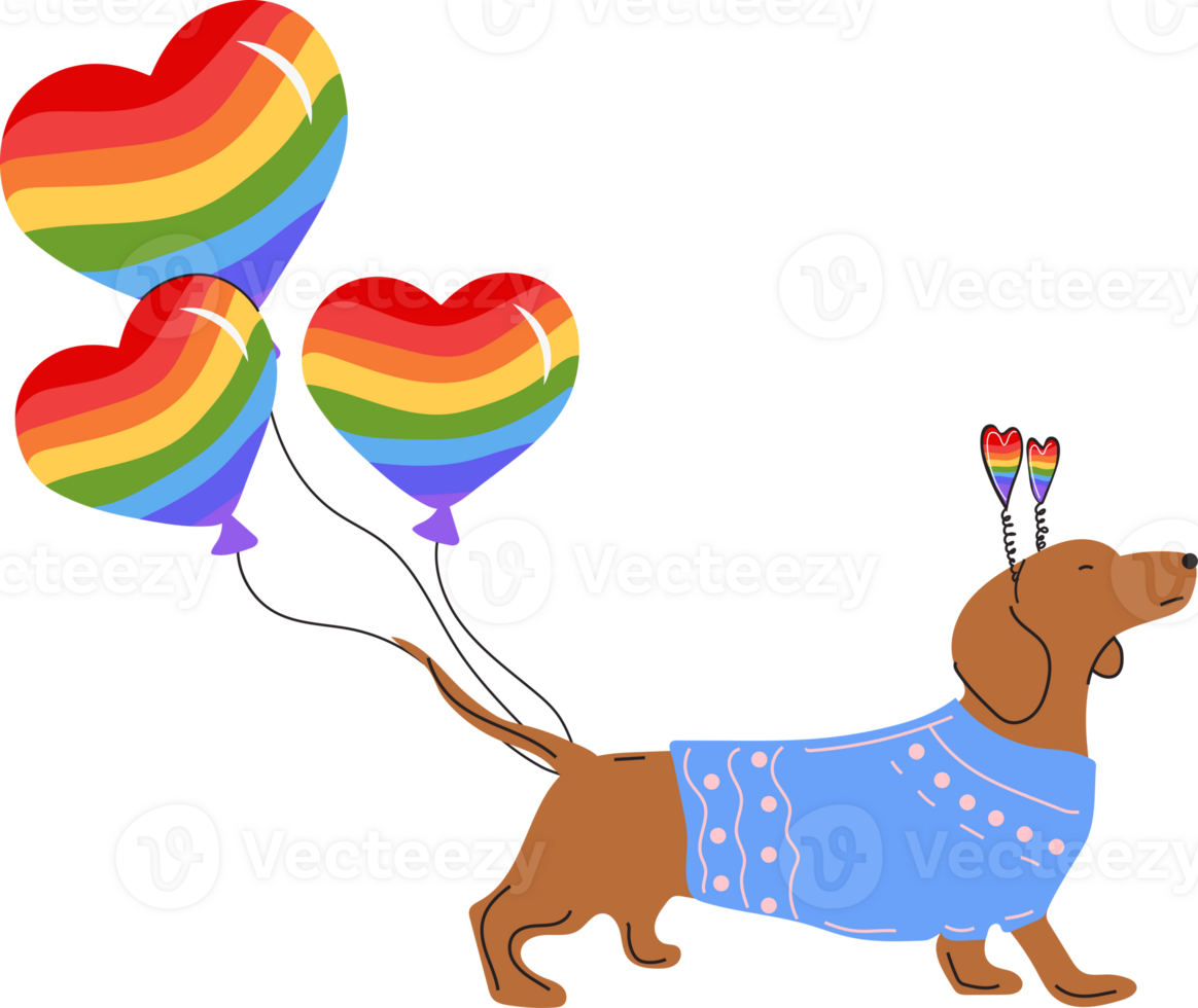 Dachshund dog pulls a rainbow balloons in the shape of a heart. png