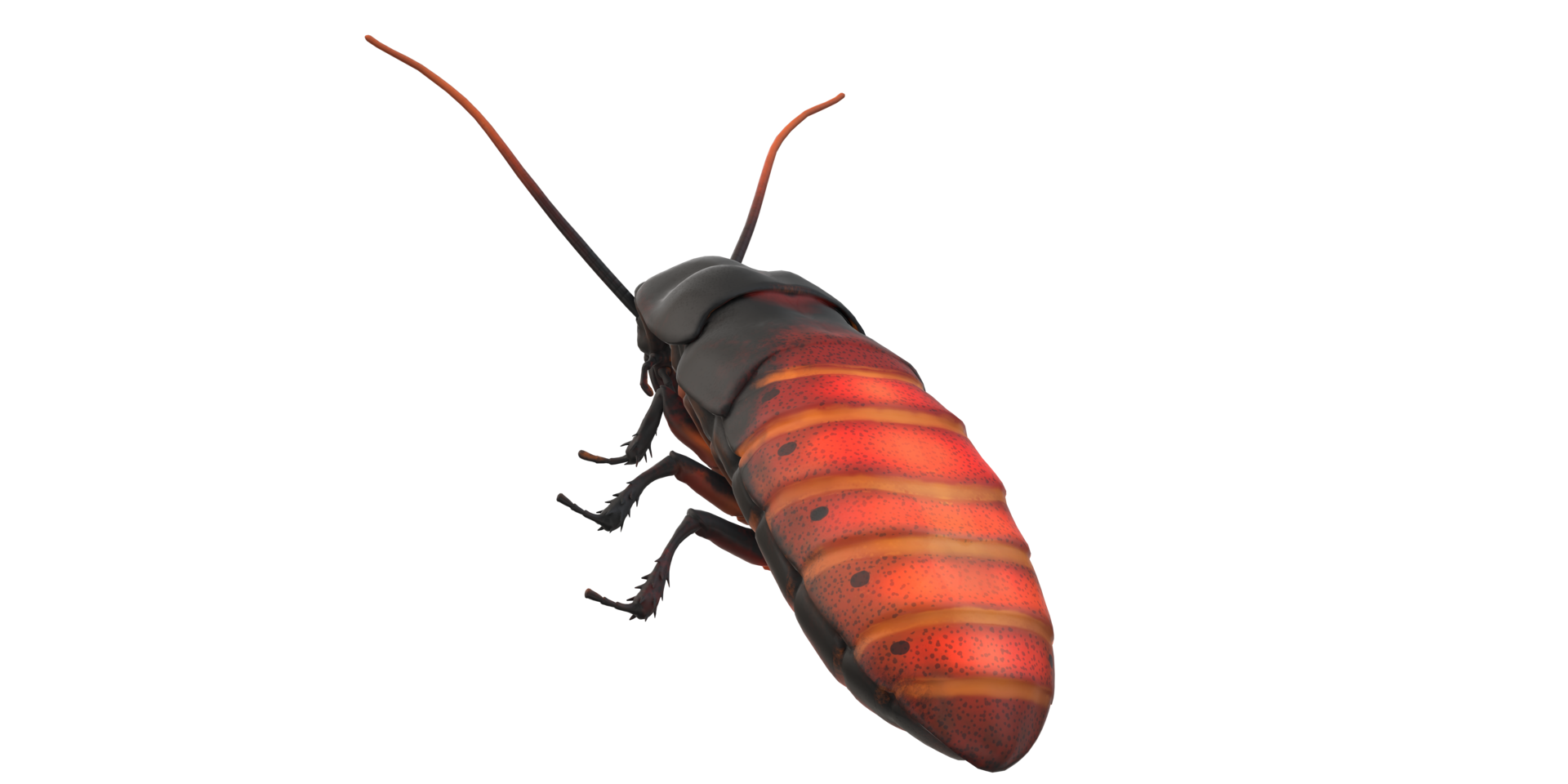 Oriental Cockroach isolated on a Transparent Background png