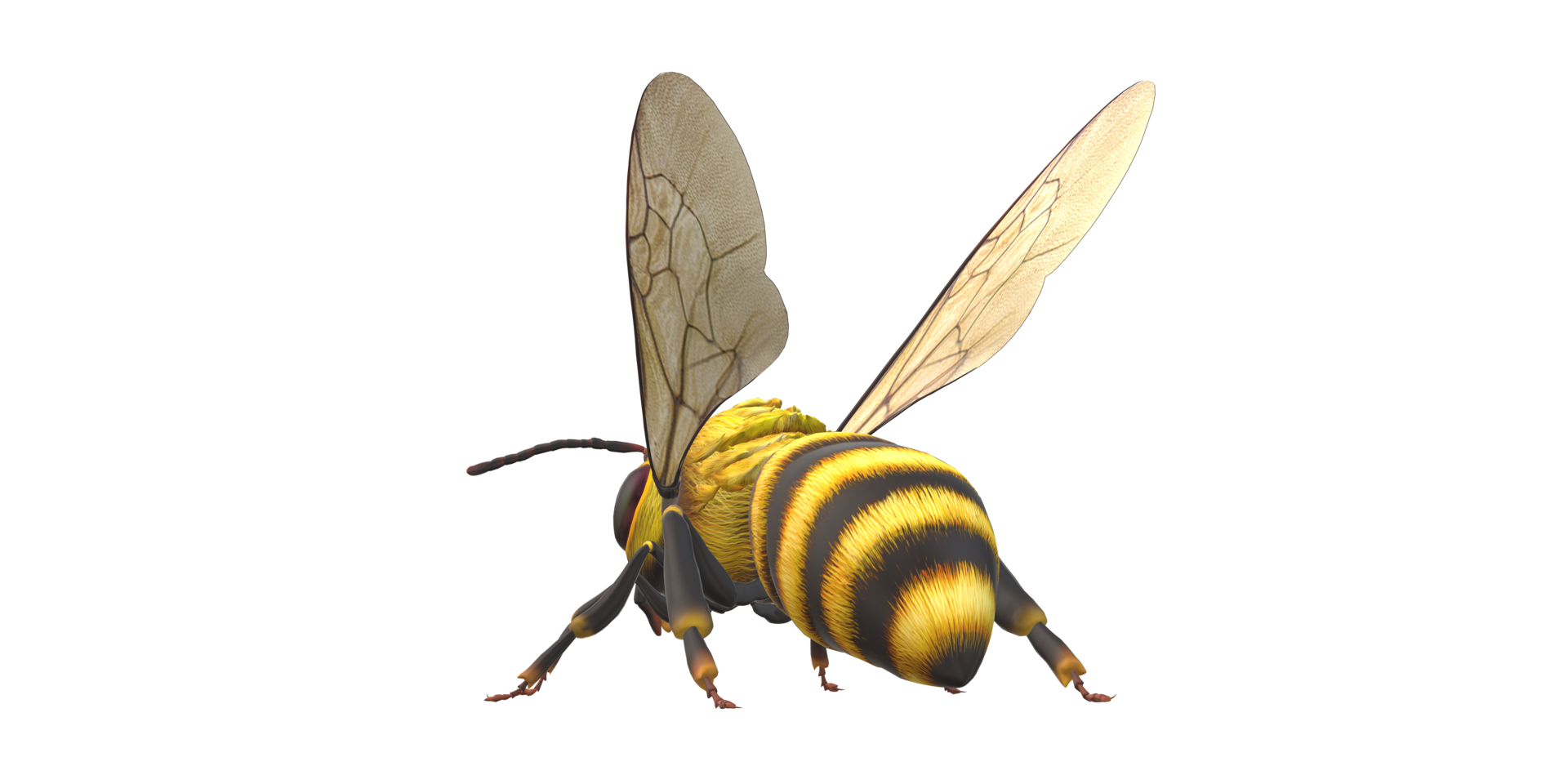 Bee isolated on a Transparent Background png