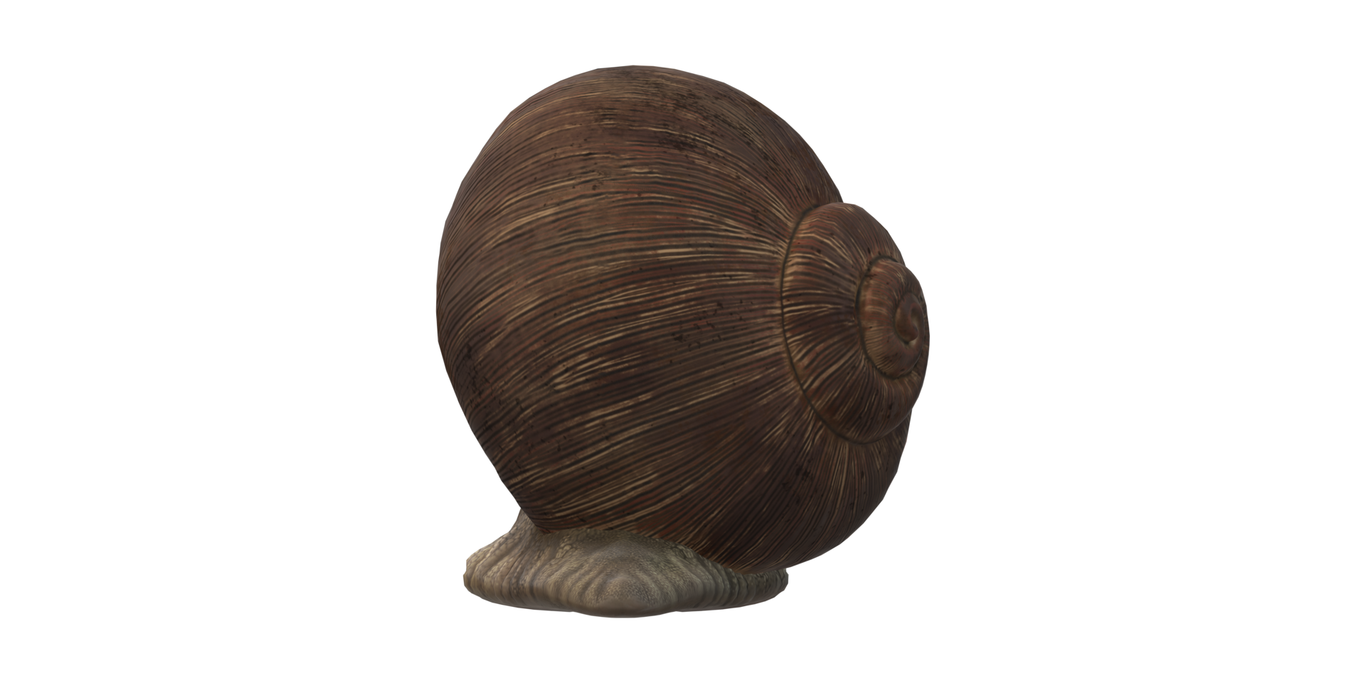 Snail isolated on a Transparent Background png