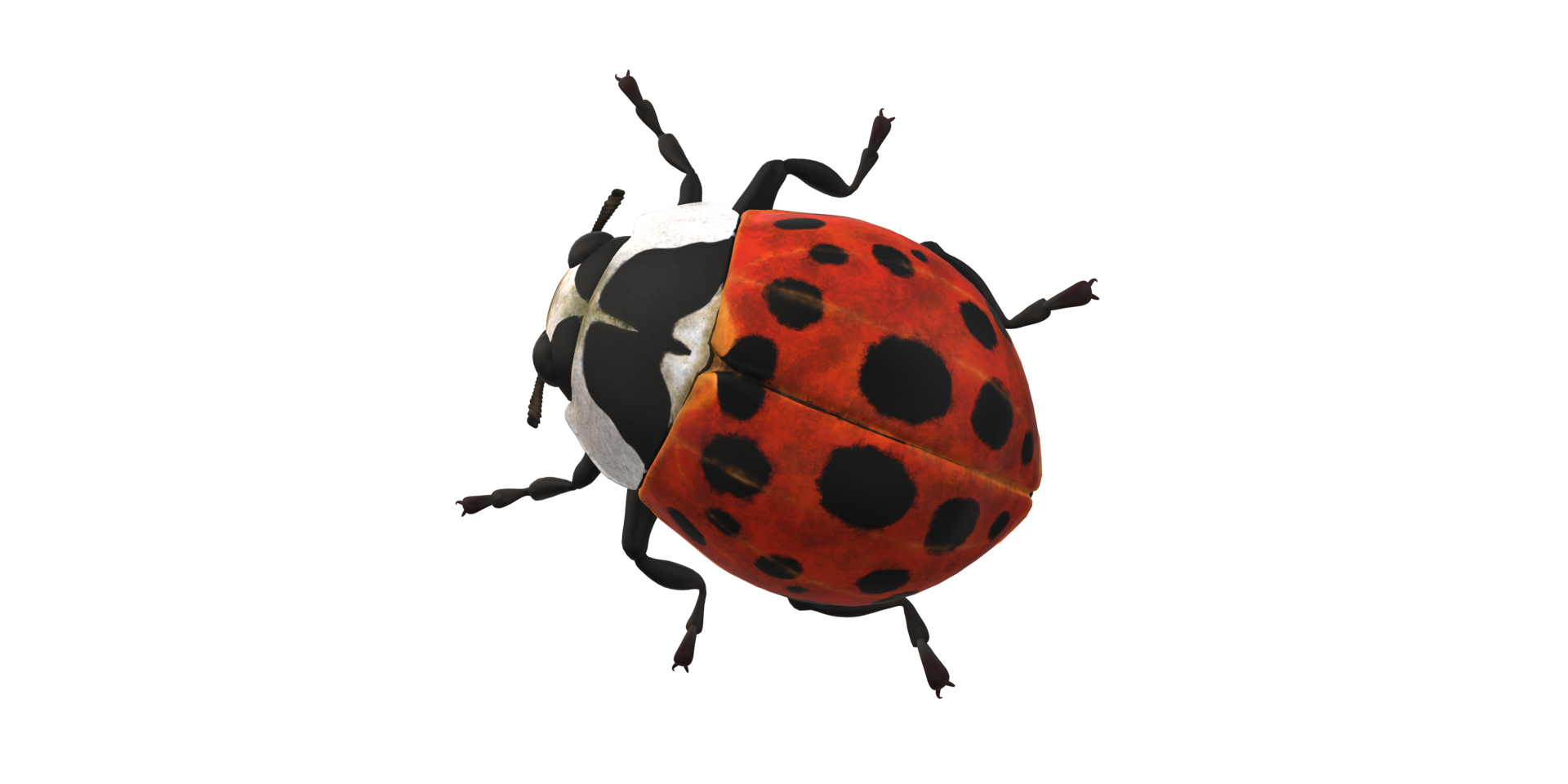 Ladybug isolated on a Transparent Background png