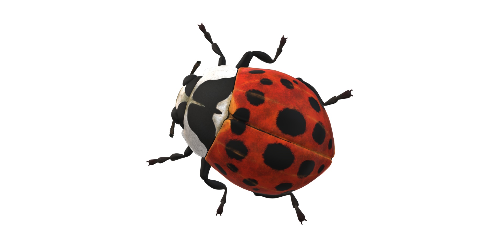 Ladybug isolated on a Transparent Background png