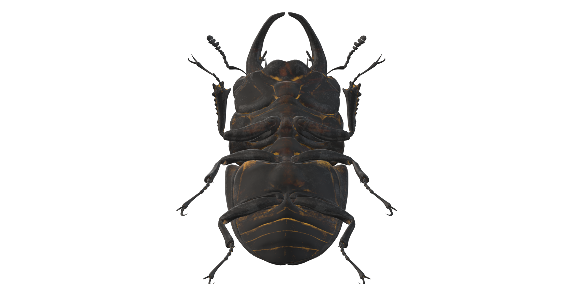 Stag Beetle isolated on a Transparent Background png
