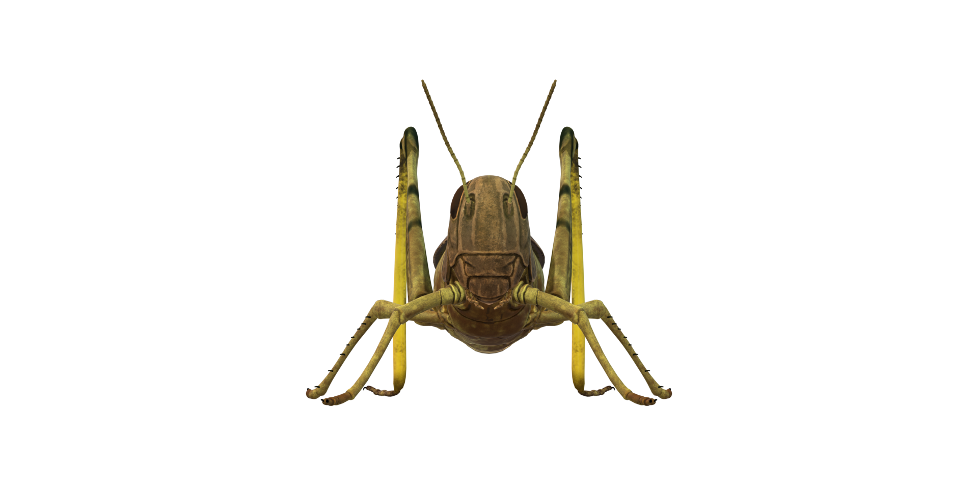 Grasshopper isolated on a Transparent Background png