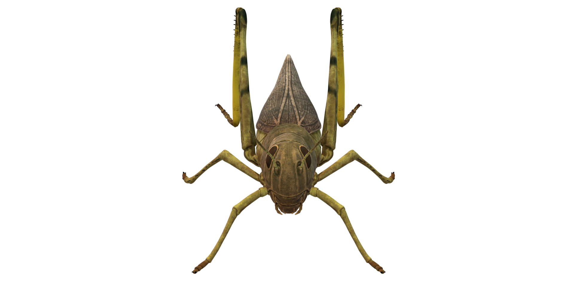 Grasshopper isolated on a Transparent Background png