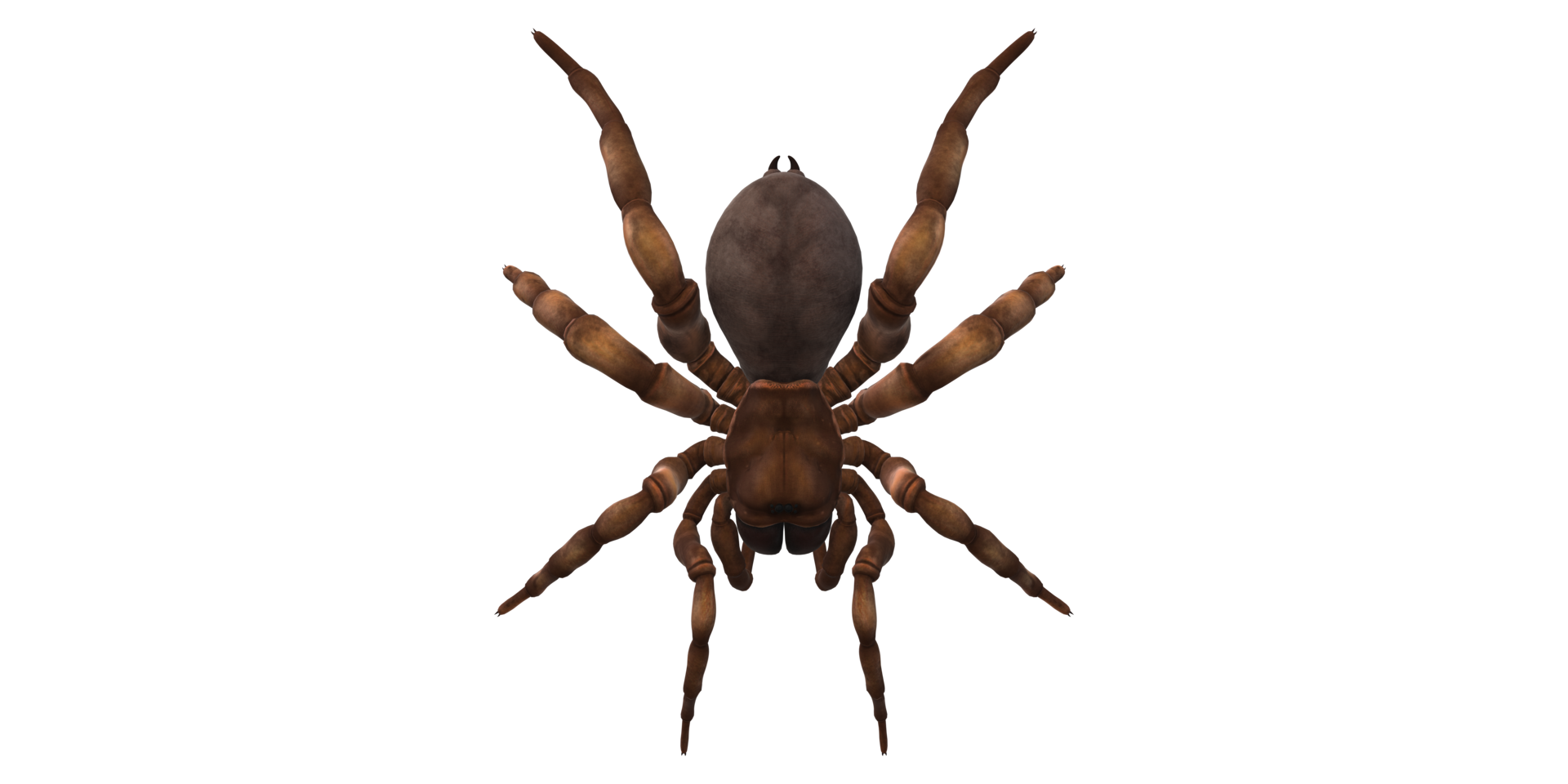 Trapdoor Spider isolated on a Transparent Background png