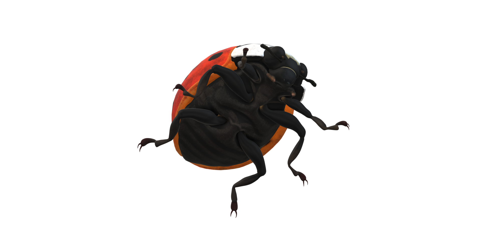 Ladybug isolated on a Transparent Background png