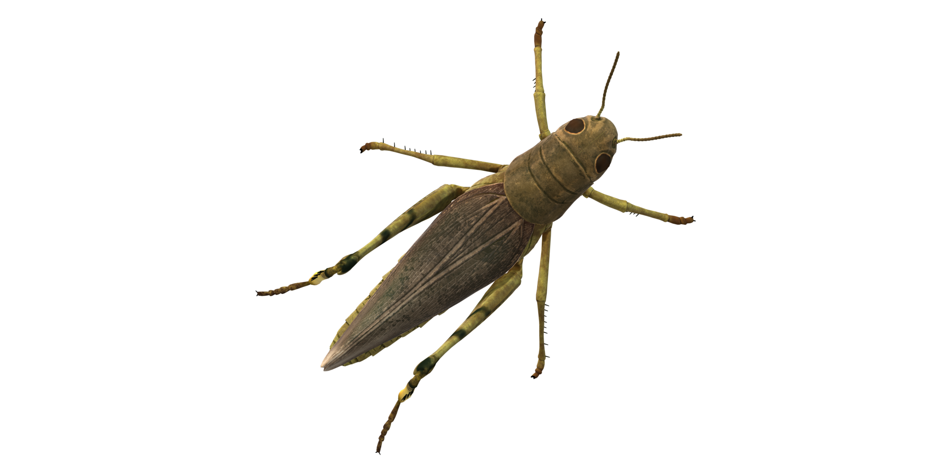 Grasshopper isolated on a Transparent Background png