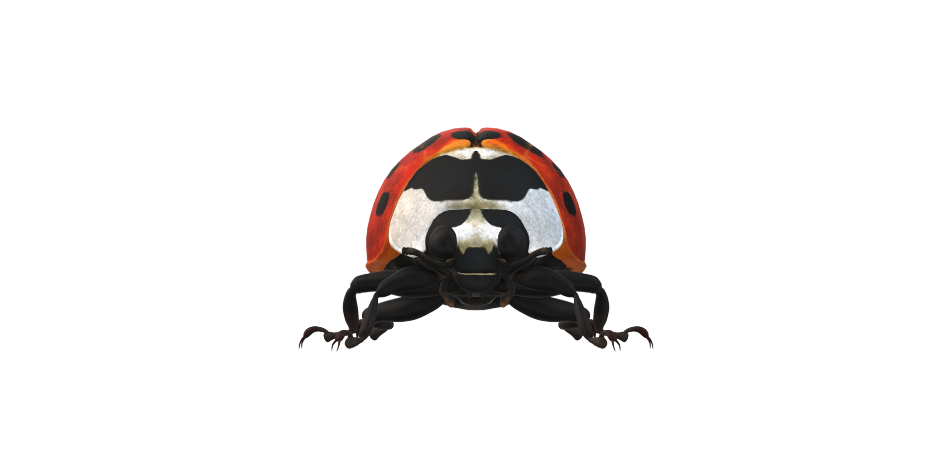 Ladybug isolated on a Transparent Background png